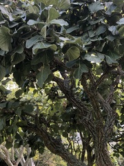 Dombeya rotundifolia