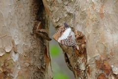Charaxes brutus