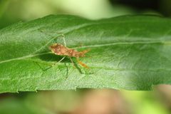 Gorpis brevilineatus