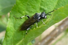 Macrophya albicincta