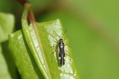 Dryophilocoris miyamotoi