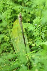 Cremastra appendiculata variabilis