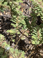 Euphorbia anthonyi