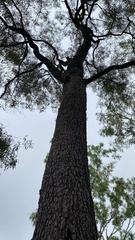 Corymbia clarksoniana