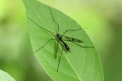 Ptychoptera japonica