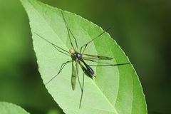 Ptychoptera japonica