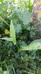 Papaver somniferum
