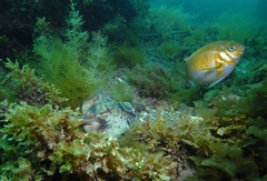 Urolophus orarius