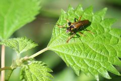 Lycocerus suturellus