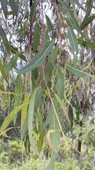 Corymbia clarksoniana