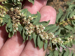 Euphorbia anthonyi