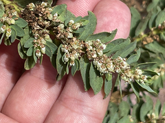 Euphorbia anthonyi