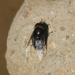 Copestylum violaceum