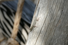 Lygodactylus mombasicus