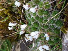 Draba dedeana