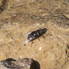 Copestylum violaceum