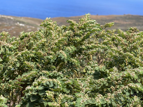 Euphorbia anthonyi