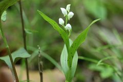 Cephalanthera erecta