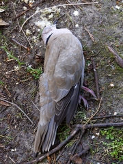 Streptopelia decaocto