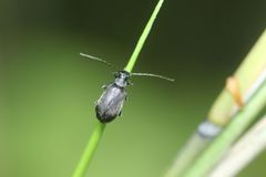 Hesperomorpha hirsuta