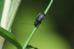 Hesperomorpha hirsuta