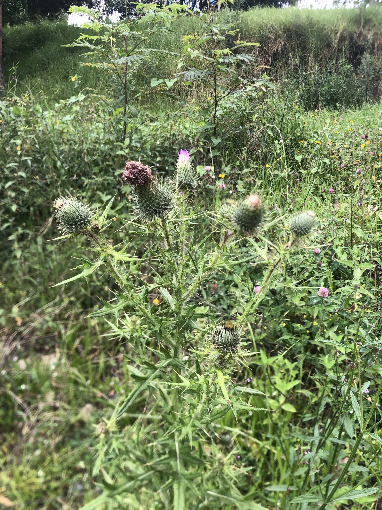 Cirsium image