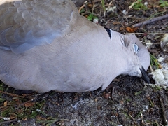 Streptopelia decaocto