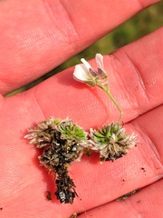 Draba dedeana