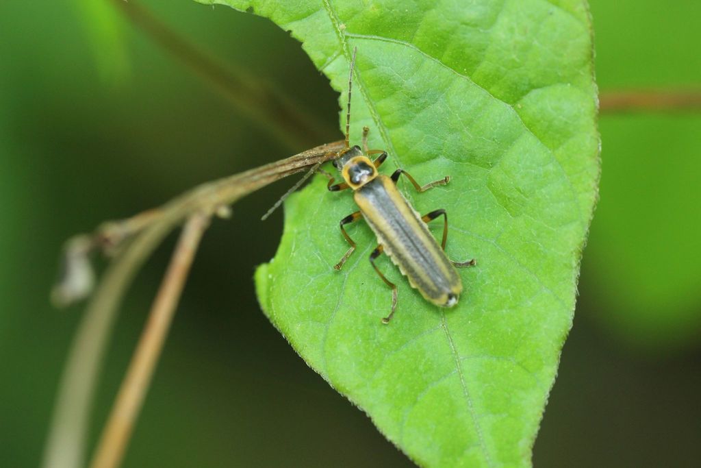 Lycocerus lineatipennis