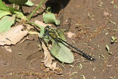 Asiagomphus melaenops