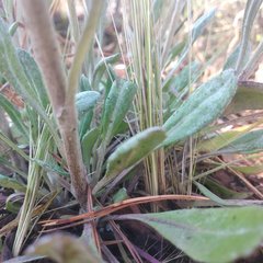Packera bellidifolia