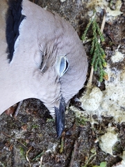 Streptopelia decaocto