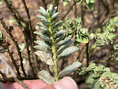 Euphorbia anthonyi