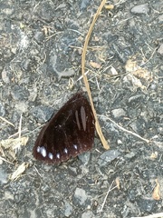 Euploea sylvester swinhoei