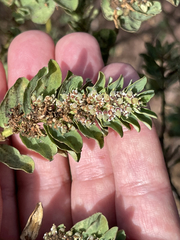 Euphorbia anthonyi