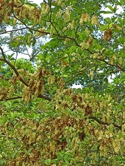 Terminalia amazonia