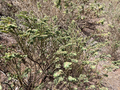 Euphorbia anthonyi