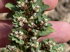 Euphorbia anthonyi
