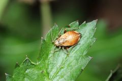 Castanopsides kerzhneri