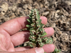 Euphorbia anthonyi
