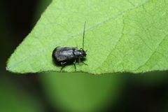 Hesperomorpha hirsuta