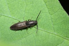 Corymbitodes gratus