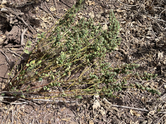 Euphorbia anthonyi