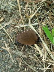 Euploea sylvester swinhoei
