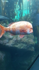 Chrysoblephus gibbiceps