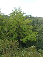 Terminalia amazonia