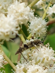 Chlorophorus signaticollis