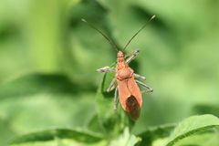 Cutocoris russatus