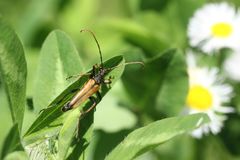 Leptura modicenotata