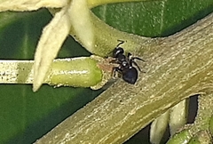 Crematogaster peringueyi
